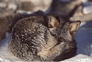 真人剧发布献礼《人中之龙》系列作品的三种游戏套装正式发售！现已推出超值优惠价格